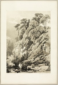 Wych Elm and Firs, from The Park and the Forest by James Duffield Harding