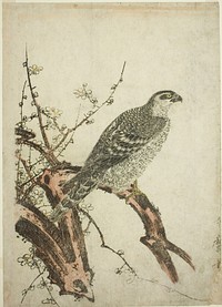 Hawk on a Plum Branch by Kitagawa Utamaro