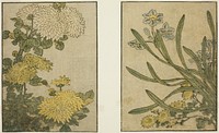 Chrysanthemum and Narcissus, from the illustrated book "Picture Book: Flowers of the Four Seasons (Ehon shiki no hana)," vol. 2 by Kitagawa Utamaro