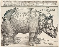 The Rhinoceros by Albrecht Dürer