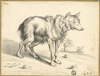 Wolf by Jan van Os