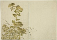 Winter Flowers: Chrysanthemums, from the book "Mirror of Beautiful Women of the Pleasure Quarters (Seiro bijin awase sugata kagami)," vol. 1 by Katsukawa Shunsho