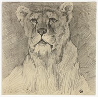 Front View of Seated Lioness by Frederik William Zurcher