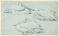 Three Sketches of Pelicans by Henry Stacy Marks