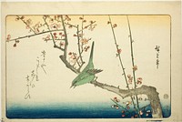 Bush warbler on plum branch by Utagawa Hiroshige