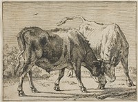 Two Bulls Fighting by Paulus Potter