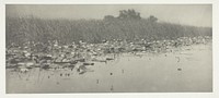 Water-Lilies by Peter Henry Emerson