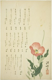 Two Poppies by Yokoyama Seiki