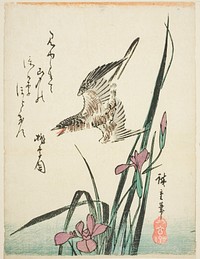 Cuckoo flying over iris by Utagawa Hiroshige