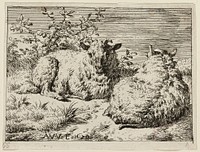 Two Sheep by Adriaen van de Velde