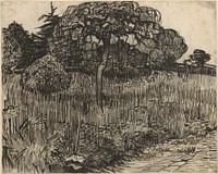 Weeping Tree by Vincent van Gogh