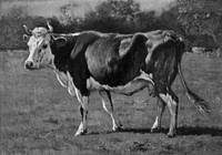 Study of a Cow by Emile van Marcke de Lummen