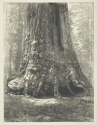 Copy of Carleton Watkins' "Galen Clark Before the Grizzly Giant," by Carleton Watkins