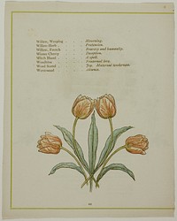 Decorative Illustration, from The Illuminated Language of Flowers by Kate Greenaway