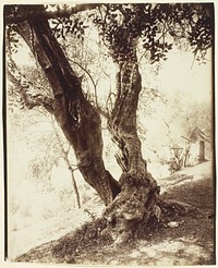Olivier, Nice (Olive Tree, Nice) by Jean-Eugène-Auguste Atget
