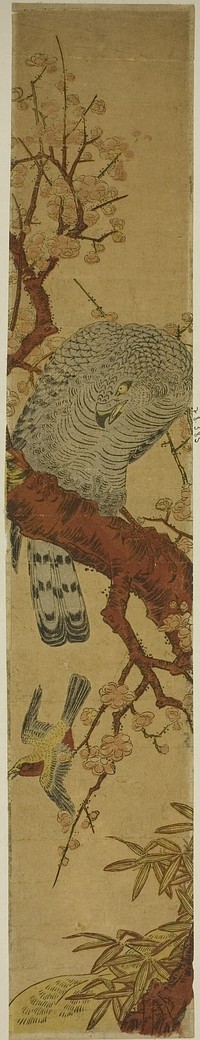 Hawk on Plum Branch Looking Down at Fleeing Bird by Isoda Koryusai