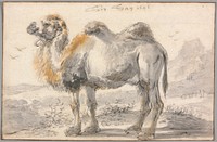 A Camel by Cornelis Saftleven