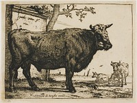 The Bull by Paulus Potter