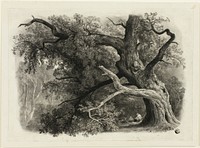 Old Tree in the Billah - Sherwood Forest by John Rawson Walker