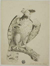 Great American Harpy by Unknown