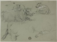 Sketches of Cows by Rosa Bonheur