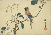 Black-naped oriole on camellia branch by Utagawa Hiroshige