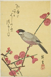 Java sparrow on plum branch by Utagawa Hiroshige