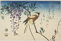 Black-naped oriole and wisteria by Utagawa Hiroshige