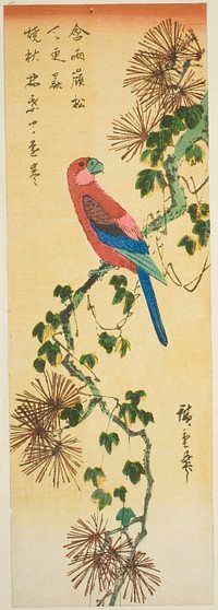 Macaw on ivy-covered pine branch by Utagawa Hiroshige