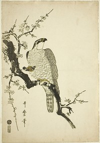Hawk on a Plum Branch by Kitagawa Utamaro