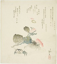Two crabs by a spray of camellia by Katsushika Taito II