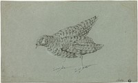 Partridge by Jean-Baptiste Oudry