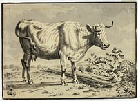 Cow by Karel Dujardin