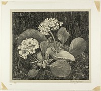 Little Plant in Moss, plate one from Flower Studies by Theodoor van Hoytema