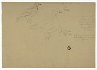 Sketches of Birds by Henry Stacy Marks