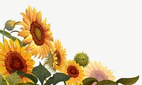 Sunflowers illustration border background psd