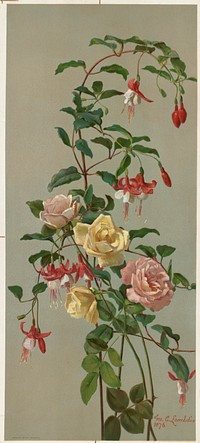 Roses and fuchsia