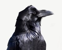 Common raven, bird collage element psd