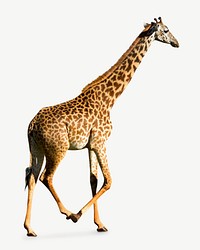 Walking giraffe collage element psd