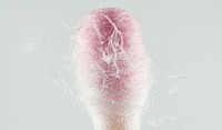 Cotton bud, pink natural fiber.