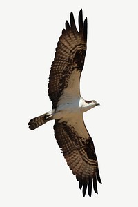 Osprey bird, animal  collage element psd