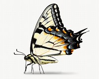 Butterfly insect isolated design