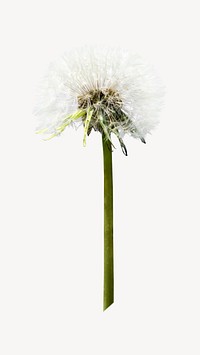 Dandelion flower isolated design 