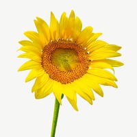 Sunflower graphic collage element psd