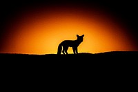 Winter’s dawn, fox, nature scene.