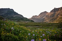 Wildflower meadow & mountain, border background   psd