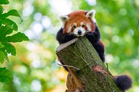 Red Panda