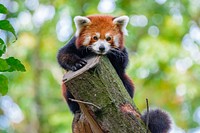 Red Panda, mammal wild animal.