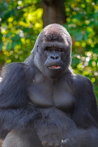 Gorilla ape, African origin wildlife.