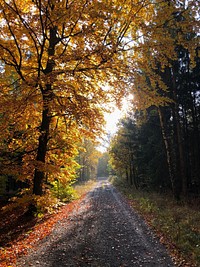 Autumn season, forest rural road.